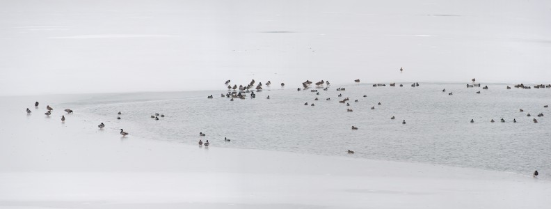 Зеленоглава патица