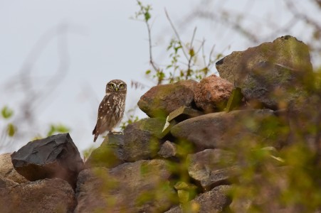Домашна кукумявка