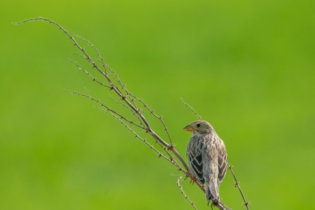 Сива овесарка
